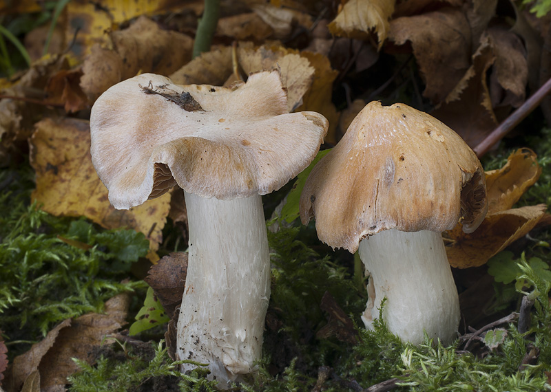 Cortinarius acetosus